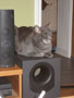 micah lord of the subwoofer.JPG